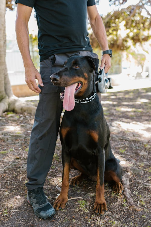 Doberman Pinscher