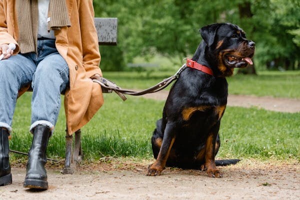 Rottweilers
