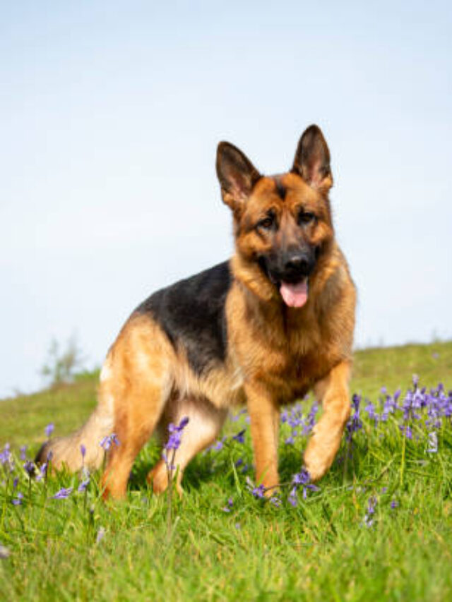 German Shepherd Dog in bluebell meadow