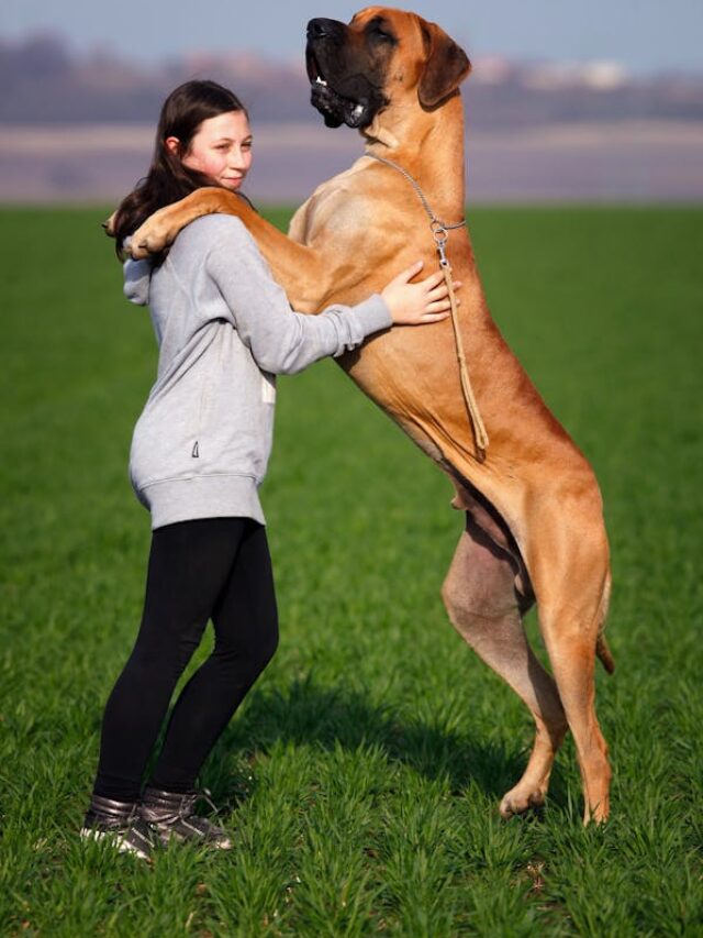 large dog breeds that are calm and friendly
