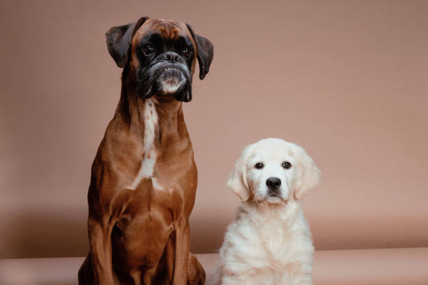 Large Dog breeds