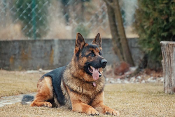 German shepherd