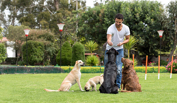 Dog Training tips