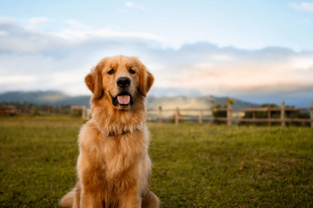 Portrait of a golden retriever sitting down in a beautiful farm