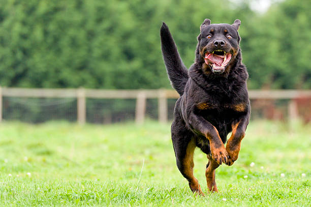 Large fierce dog approaching at speed