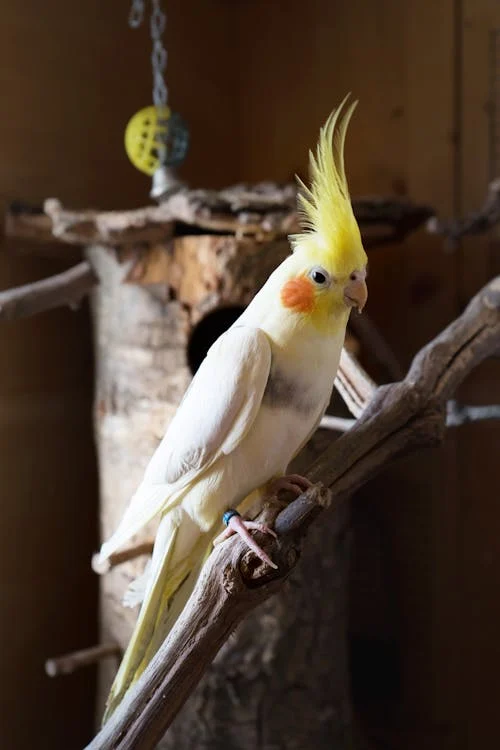 Cockatiels