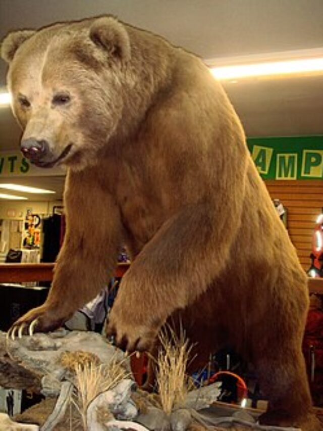 “Top 8 Largest Bear Species in the World: Giants of the Wild”