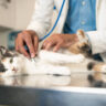 5 Signs Your Cat Might Be Sick and Needs a Vet 1