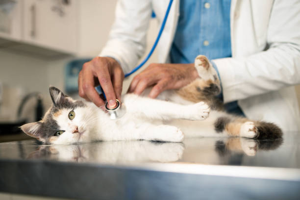 5 Signs Your Cat Might Be Sick and Needs a Vet 1