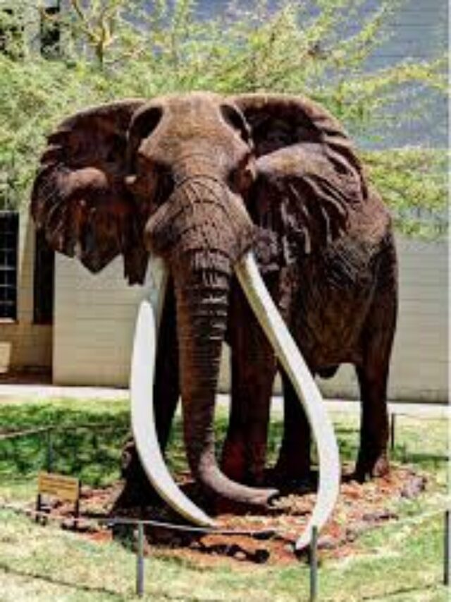 🐘
