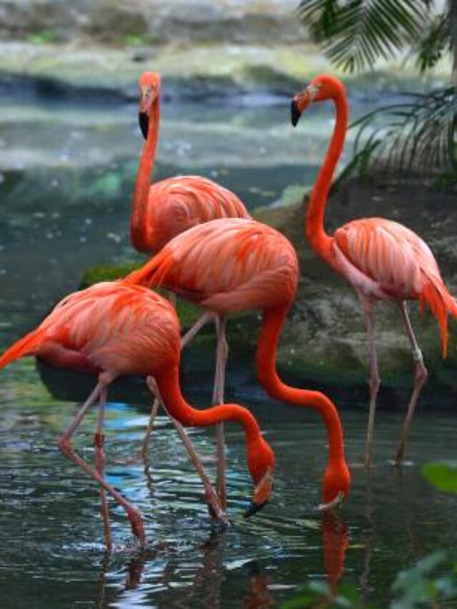 8 Most Beautiful birds in World