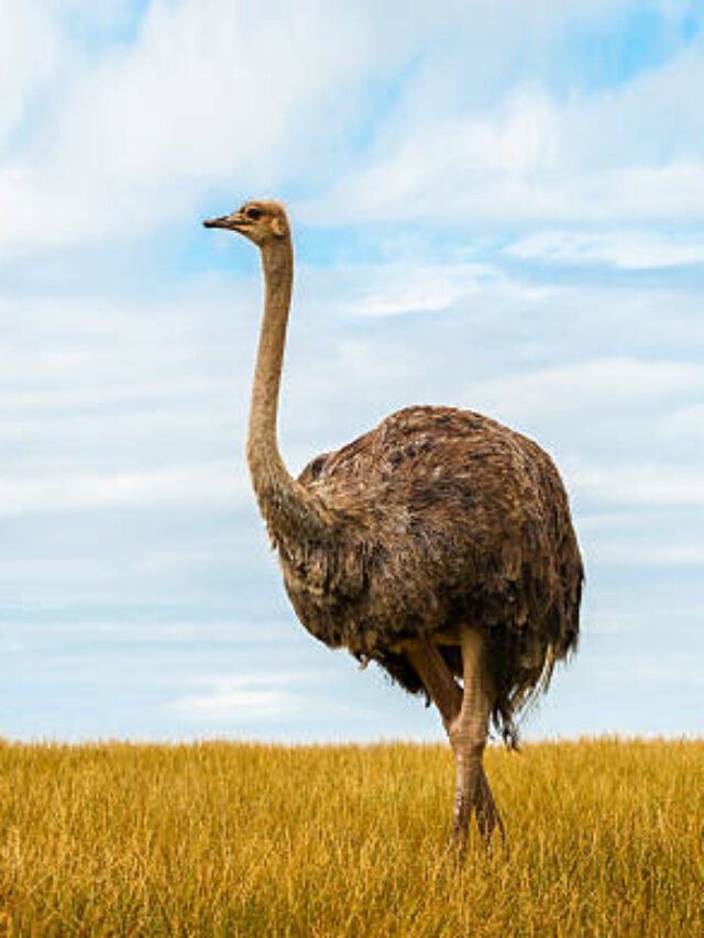 8 Bird’s That Can’t fly and Rarely Found in World