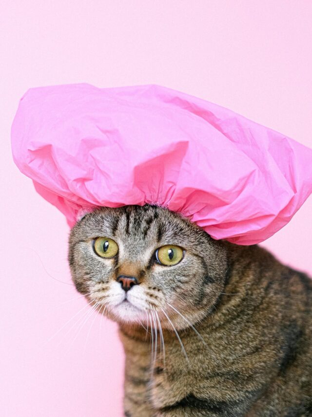 🐱