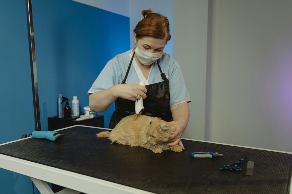 5 Signs Your Cat Might Be Sick and Needs a Vet