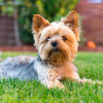 Yorkshire Terrier Dog on the green grass