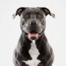 American Pit Bull Terrier