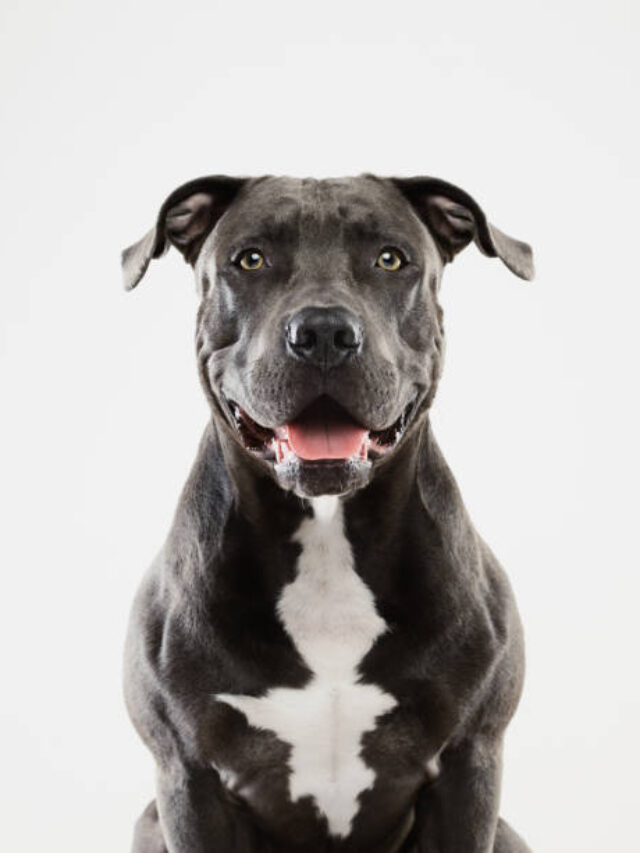 8 Best Pitbull Breeds for Families and Dog Lovers