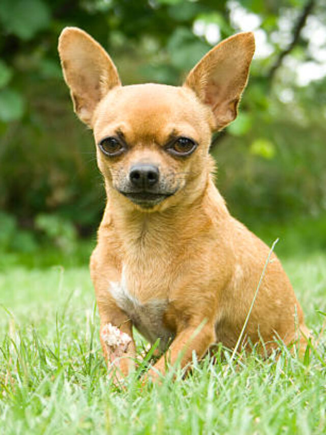 Small but Mighty: Top Tiny Dog Breeds Perfect for Families
