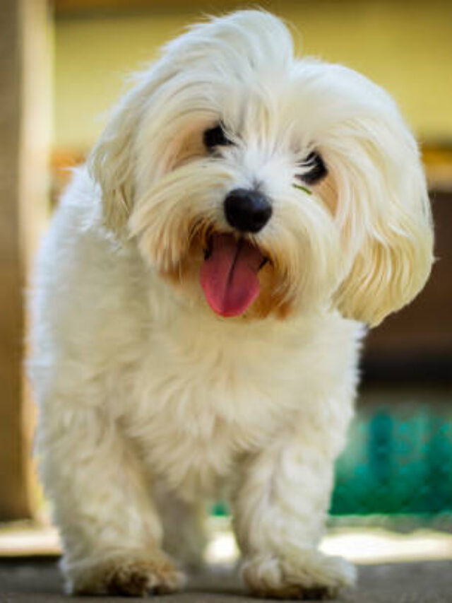 8 Best Dog Breeds That Don’t Shed – Perfect Companions for a Clean, Hair-Free Home
