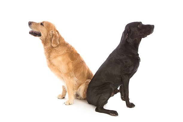 labrador retriever vs golden retriever