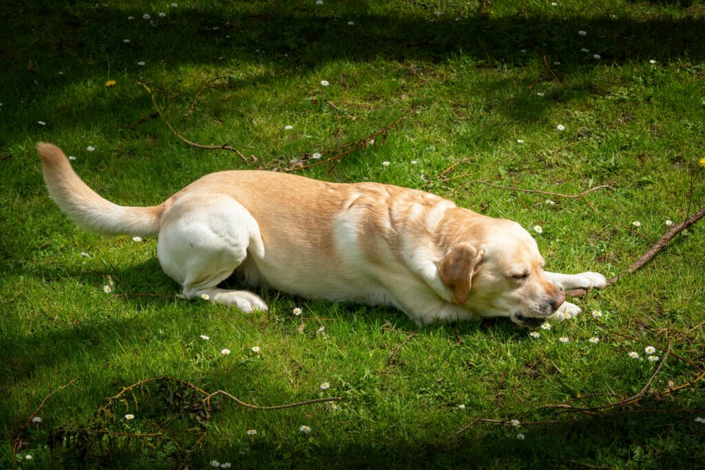 labrador retriever vs golden retriever