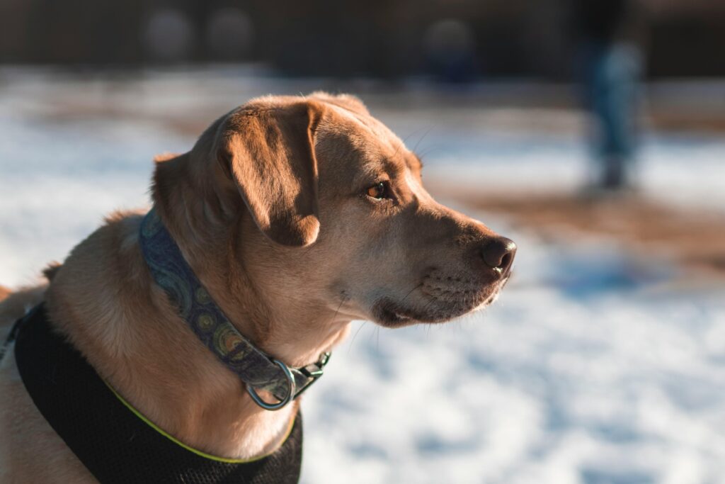 labrador retriever vs golden retriever
