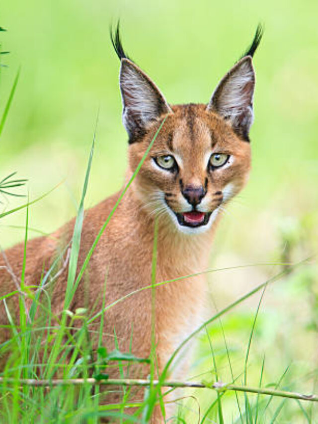 Big Ears, Big Charm: 8 Animals Famous for Their Giant Ears