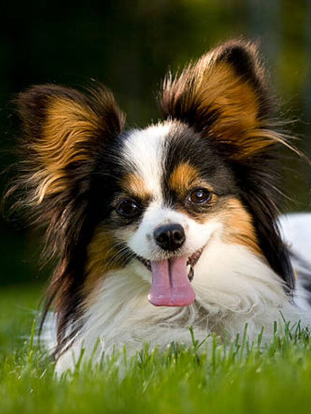Top 8 Toy Dog Breeds Perfect for Apartment Living”
