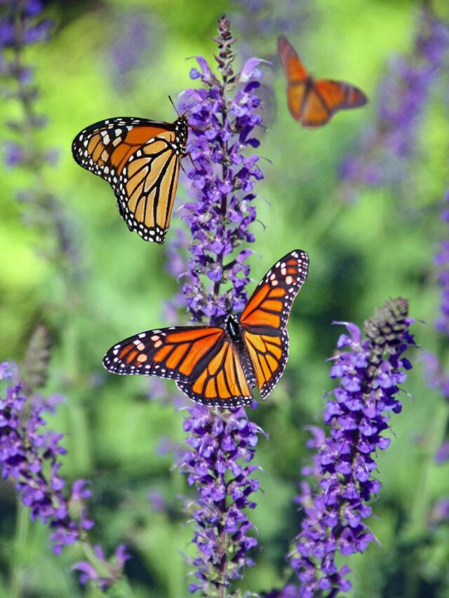 From Wings to Wonders: The Most Beautiful Insects That Look Like Birds
