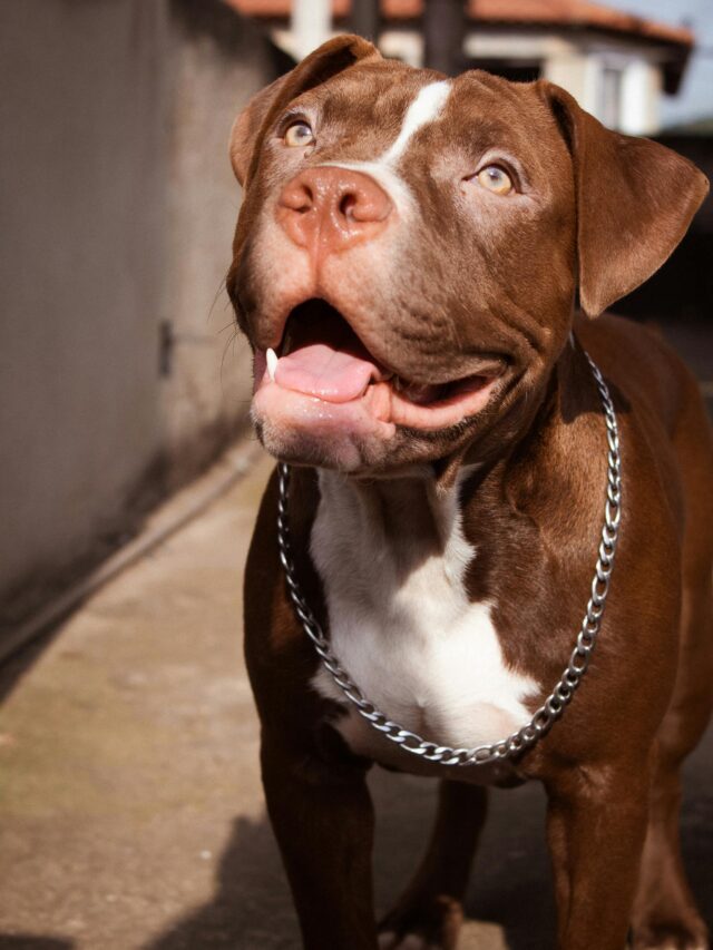 “Pitbull Power: Exploring the 8 Unique Types of Pitbull Breeds