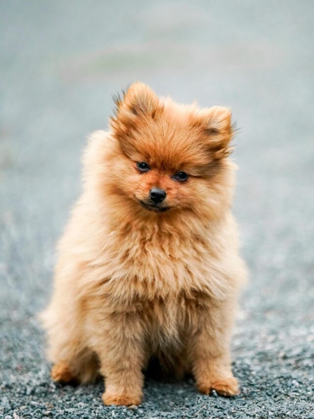 “Top 8 Toy Dog Breeds and Their Prices – Which One Fits Your Budget?”