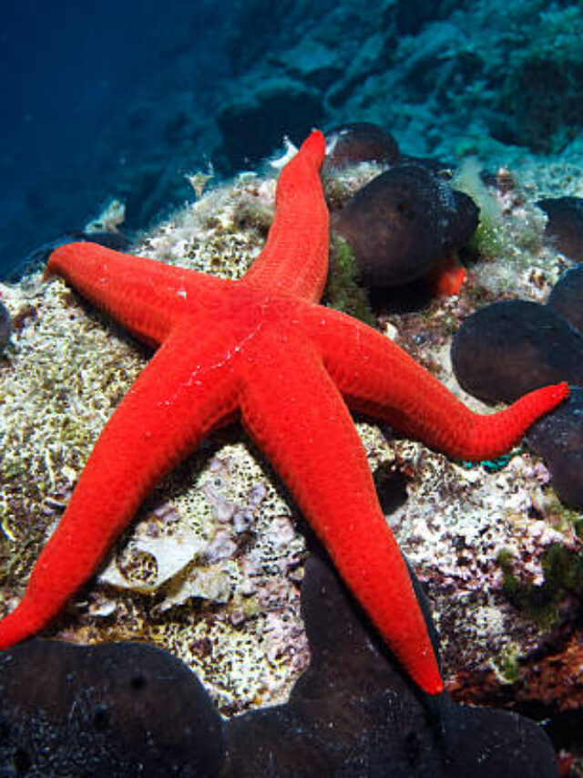 Seastar under the water