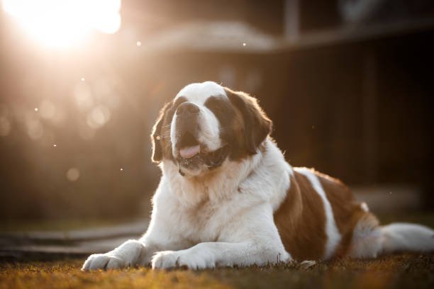 Saint Bernard