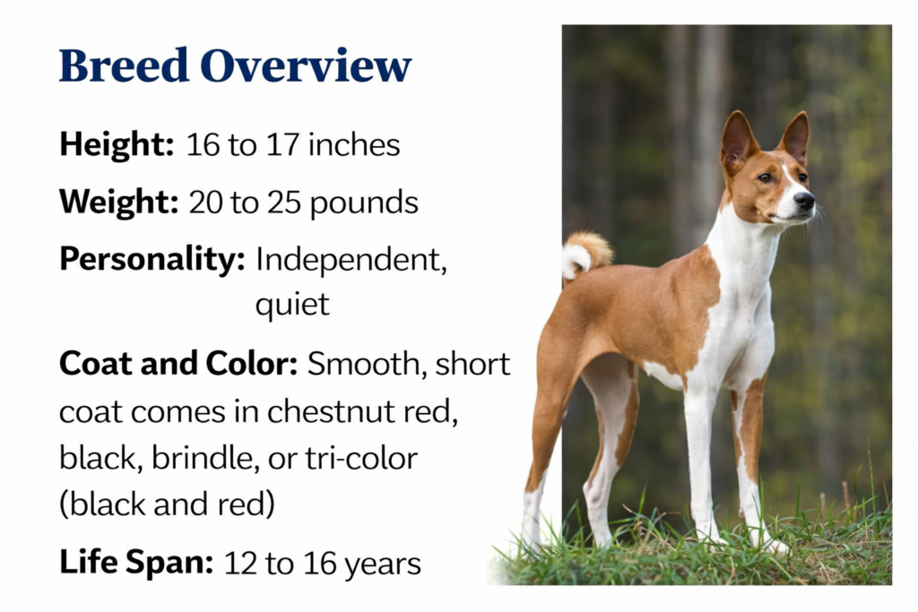 Basenji
