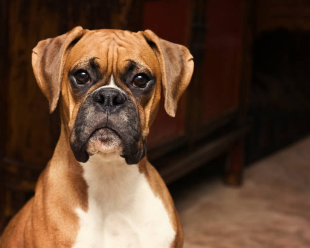 Boxer dog breed