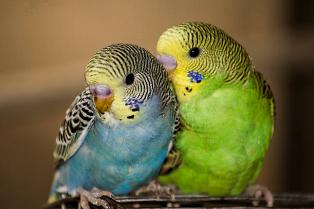 Budgerigars