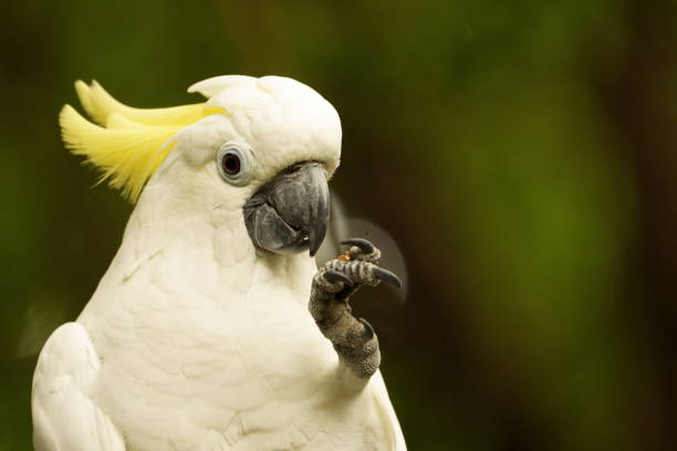 Cockatoos