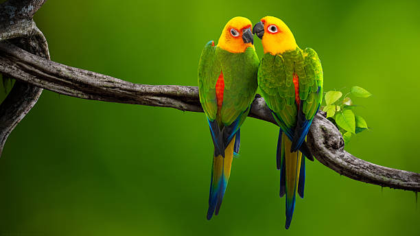 Conures