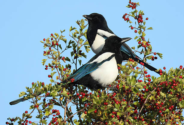 European Magpie