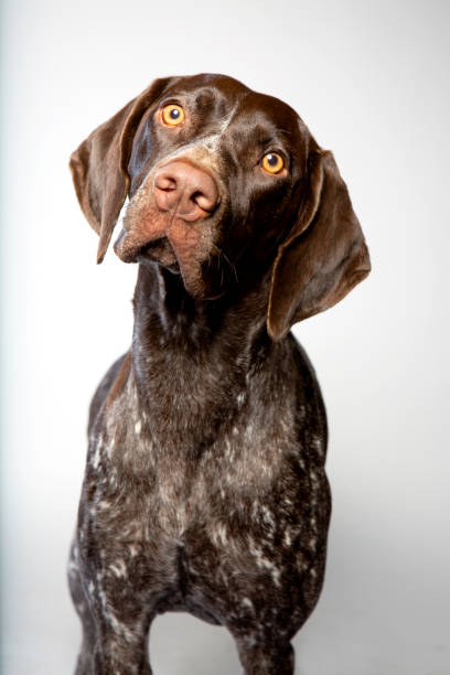 short-haired dog breeds