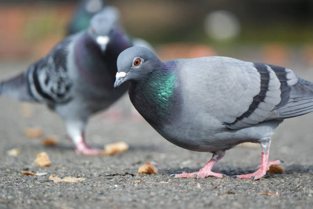 Pigeon