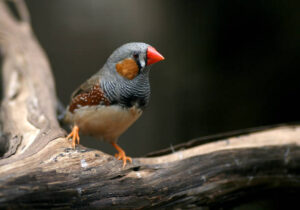 Zebra finch