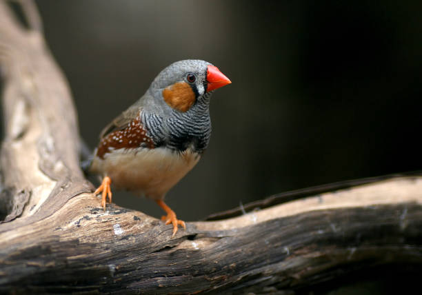 Zebra finch