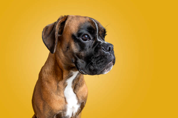 Boxer dog