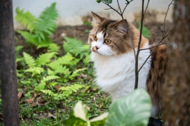 cat From Eating Dirt