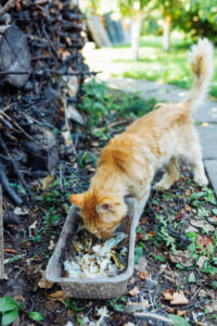 Cat From Eating Dirt