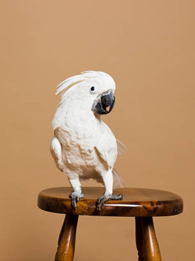 5 Smartest Birds You Can Keep as Pets