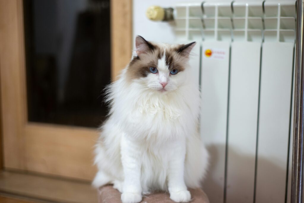 Ragdoll cat