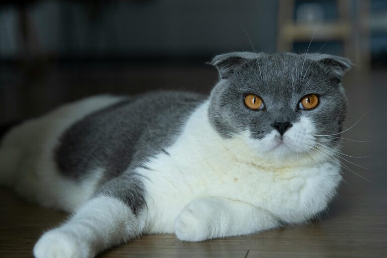 scottish fold cat