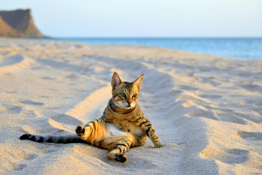 pexels irma sjachlan 2157444897 35926238